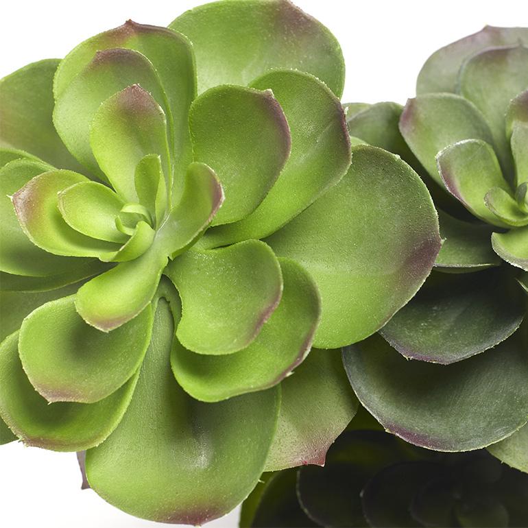 Vranckx